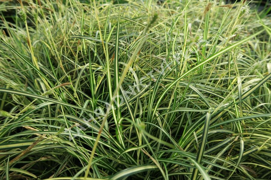 Ostřice ošimenská 'Ice Cream' - Carex oshimensis 'Ice Cream'