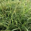 Ostřice ošimenská 'Ice Cream' - Carex oshimensis 'Ice Cream'
