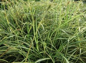 Ostřice ošimenská 'Ice Cream' - Carex oshimensis 'Ice Cream'