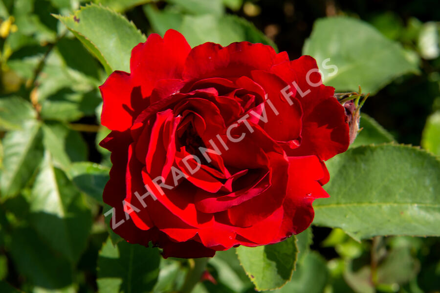 Růže mnohokvětá Kordes 'Lilli Marleen' - Rosa MK 'Lilli Marleen'