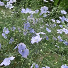 Len vytrvalý - Linum perenne
