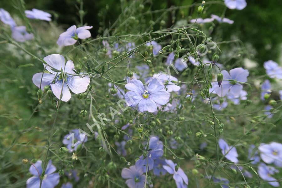 Len vytrvalý - Linum perenne