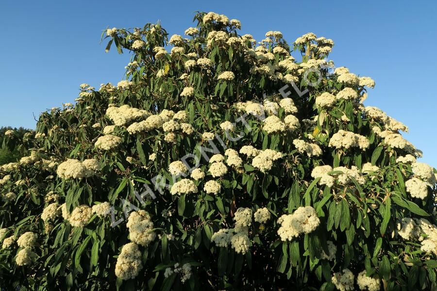 Kalina vrásčitolistá - Viburnum rhytidophyllum