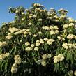 Kalina vrásčitolistá - Viburnum rhytidophyllum