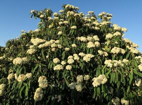Kalina vrásčitolistá - Viburnum rhytidophyllum