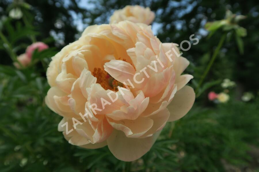 Pivoňka bělokvětá 'Coral Charm' - Paeonia lactiflora 'Coral Charm'