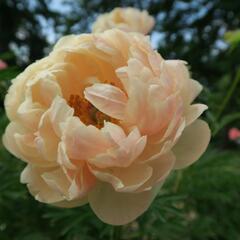 Pivoňka bělokvětá 'Coral Charm' - Paeonia lactiflora 'Coral Charm'