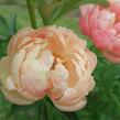 Pivoňka bělokvětá 'Coral Charm' - Paeonia lactiflora 'Coral Charm'