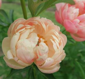 Pivoňka bělokvětá 'Coral Charm' - Paeonia lactiflora 'Coral Charm'