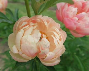 Pivoňka bělokvětá 'Coral Charm'