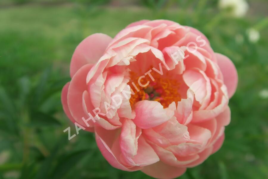 Pivoňka bělokvětá 'Coral Charm' - Paeonia lactiflora 'Coral Charm'