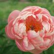 Pivoňka bělokvětá 'Coral Charm' - Paeonia lactiflora 'Coral Charm'