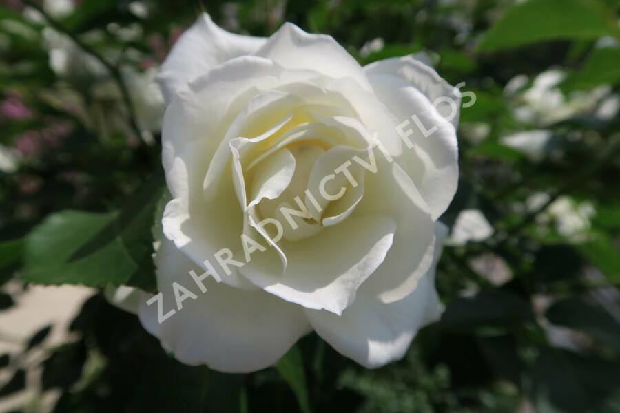 Růže půdopokryvná Kordes 'Innocencia' - Rosa PK 'Innocencia'