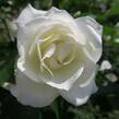 Růže půdopokryvná Kordes 'Innocencia' - Rosa PK 'Innocencia'