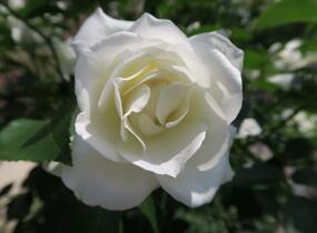 Růže půdopokryvná Kordes 'Innocencia' - Rosa PK 'Innocencia'