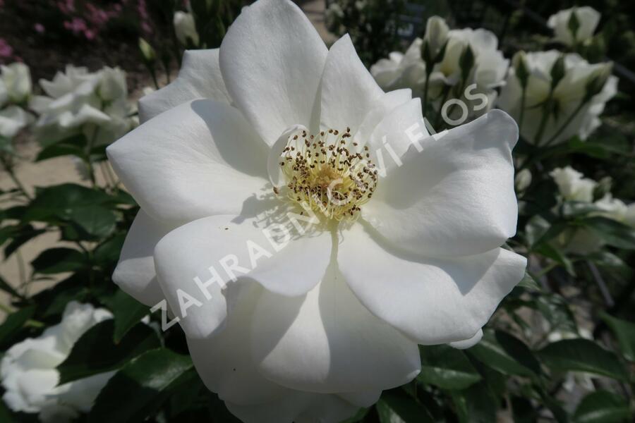 Růže půdopokryvná Kordes 'Innocencia' - Rosa PK 'Innocencia'