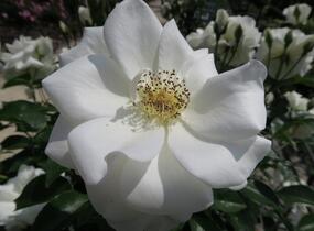 Růže půdopokryvná Kordes 'Innocencia' - Rosa PK 'Innocencia'