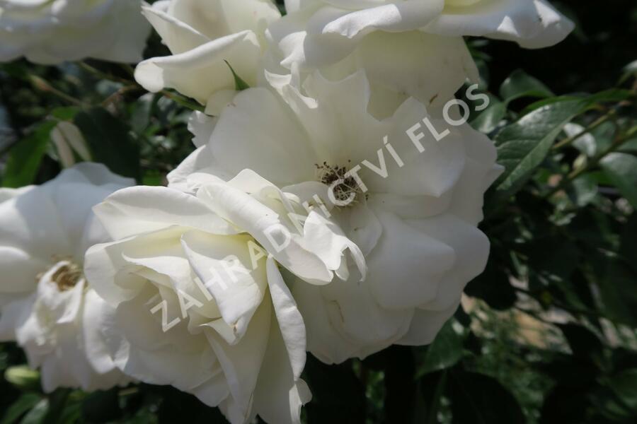 Růže půdopokryvná Kordes 'Innocencia' - Rosa PK 'Innocencia'