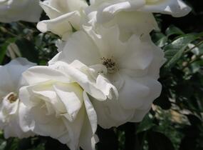 Růže půdopokryvná Kordes 'Innocencia' - Rosa PK 'Innocencia'