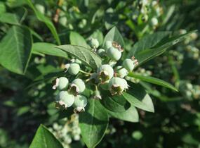 Borůvka chocholičnatá, kanadská borůvka 'Berkeley' - Vaccinium corymbosum 'Berkeley'