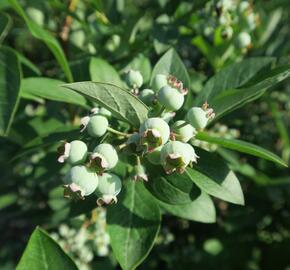 Borůvka chocholičnatá, kanadská borůvka 'Berkeley' - Vaccinium corymbosum 'Berkeley'