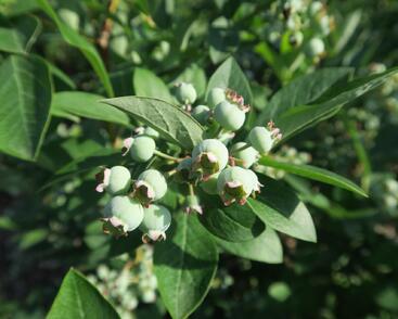 Borůvka chocholičnatá, kanadská borůvka 'Berkeley'