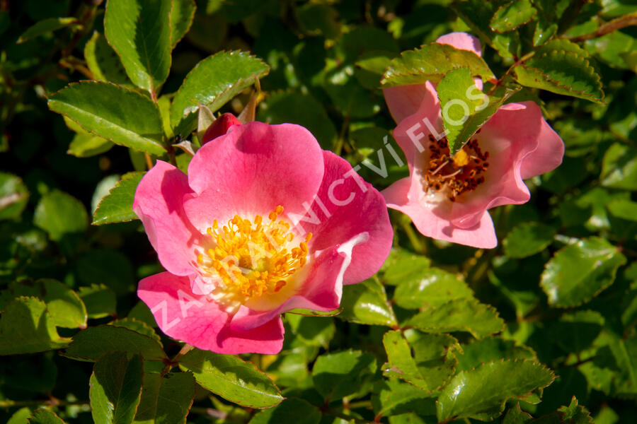 Růže mnohokvětá Meilland 'Bingo Meidiland' - Rosa MK 'Bingo Meidiland'
