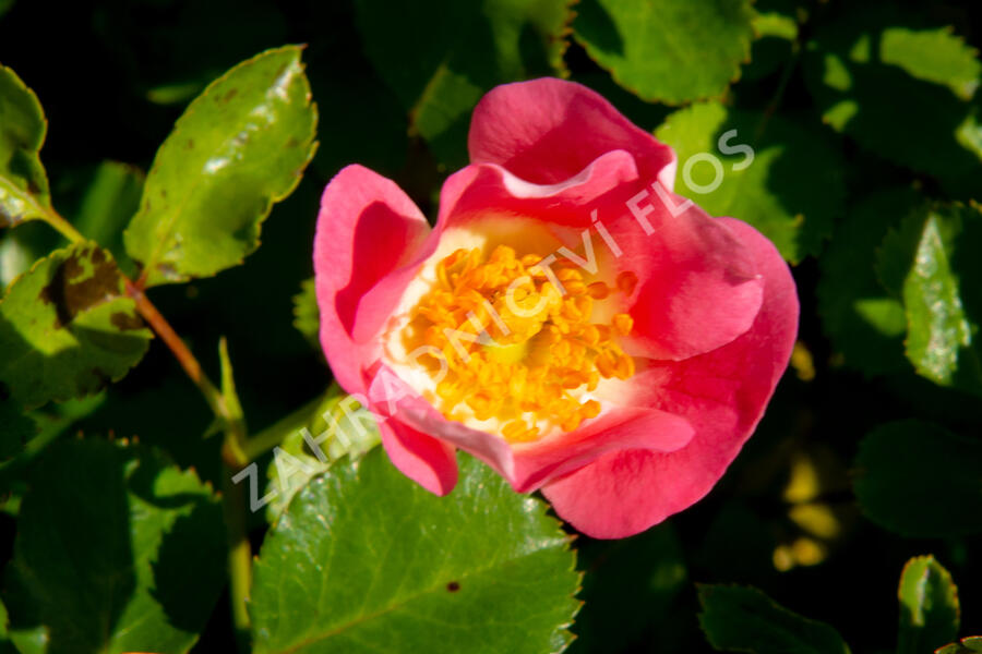 Růže mnohokvětá Meilland 'Bingo Meidiland' - Rosa MK 'Bingo Meidiland'