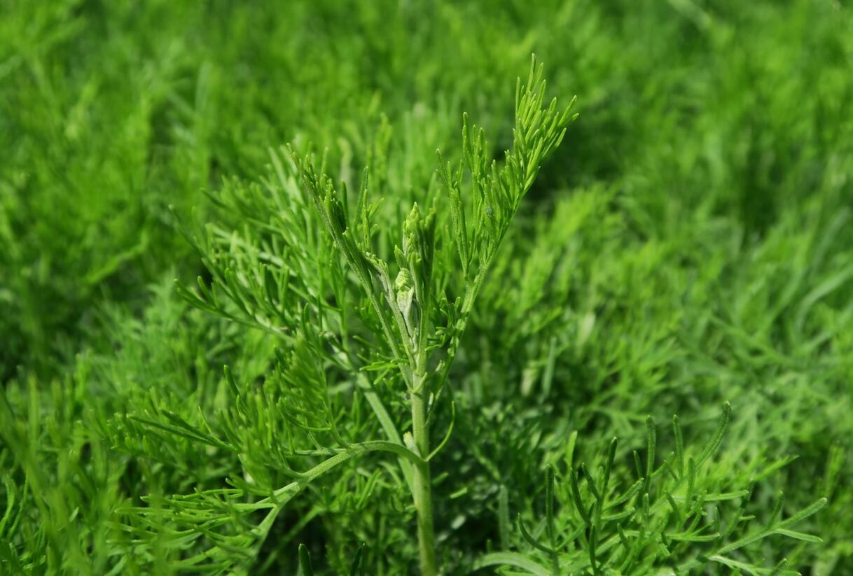 Pelyněk bílý 'Cola' - Artemisia alba 'Cola'
