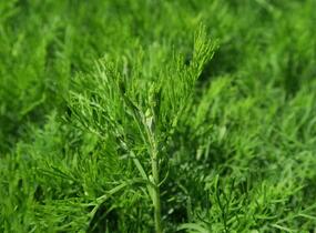 Pelyněk bílý 'Cola' - Artemisia alba 'Cola'