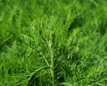 Pelyněk bílý 'Cola'