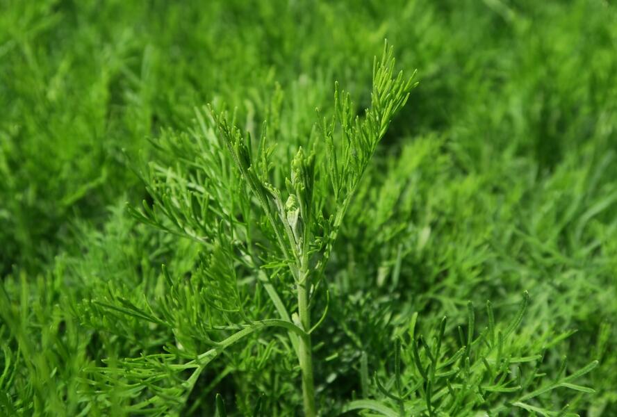Pelyněk bílý 'Cola' - Artemisia alba 'Cola'