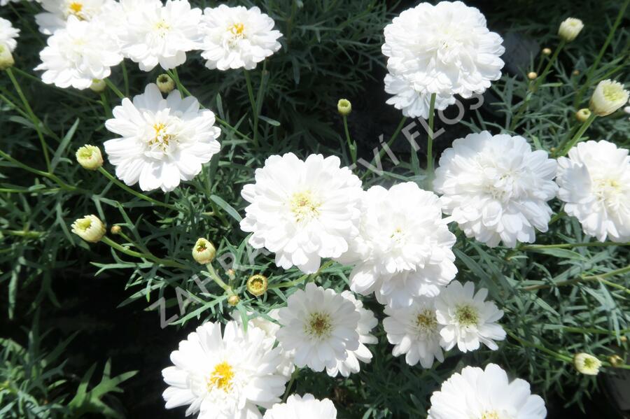 Kopretina pařížská 'Aramis Double White' - Argyranthemum frutescens 'Aramis Double White'