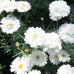 Kopretina pařížská 'Aramis Double White' - Argyranthemum frutescens 'Aramis Double White'