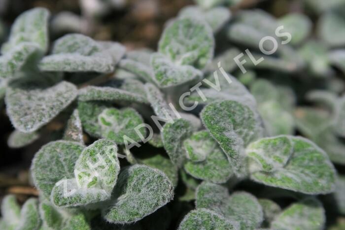 Oregano (Dobromysl) 'Teddy' - Origanum 'Teddy'