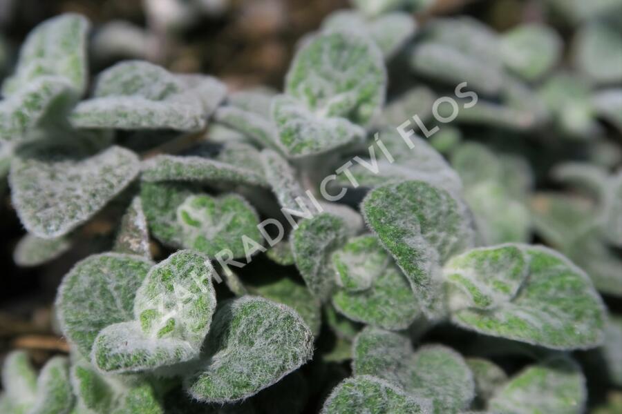 Oregano (Dobromysl) 'Teddy' - Origanum 'Teddy'