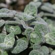 Oregano (Dobromysl) 'Teddy' - Origanum 'Teddy'