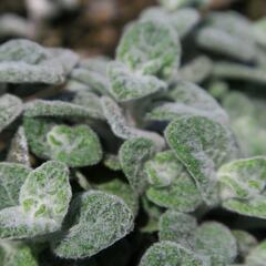 Oregano (Dobromysl) 'Teddy' - Origanum 'Teddy'