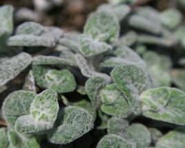 Oregano, dobromysl 'Teddy'
