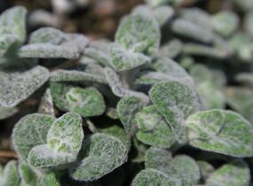 Oregano, dobromysl 'Teddy' - Origanum 'Teddy'
