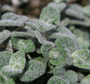 Oregano (Dobromysl) 'Teddy' - Origanum 'Teddy'