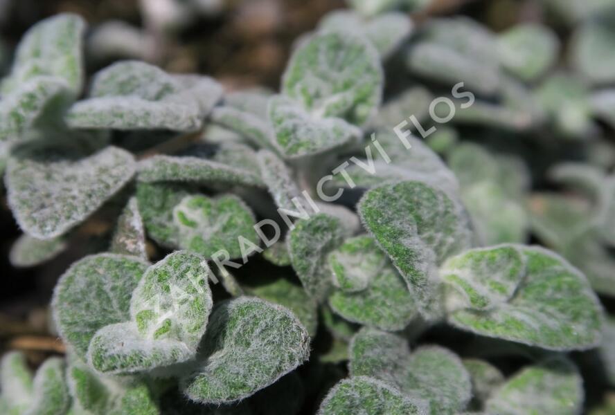 Oregano, dobromysl 'Teddy' - Origanum 'Teddy'