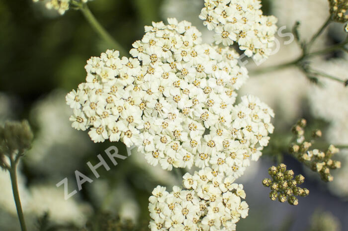 Řebříček obecný 'Desert Eve Cream' - Achillea millefolium 'Desert Eve Cream'