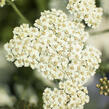 Řebříček obecný 'Desert Eve Cream' - Achillea millefolium 'Desert Eve Cream'