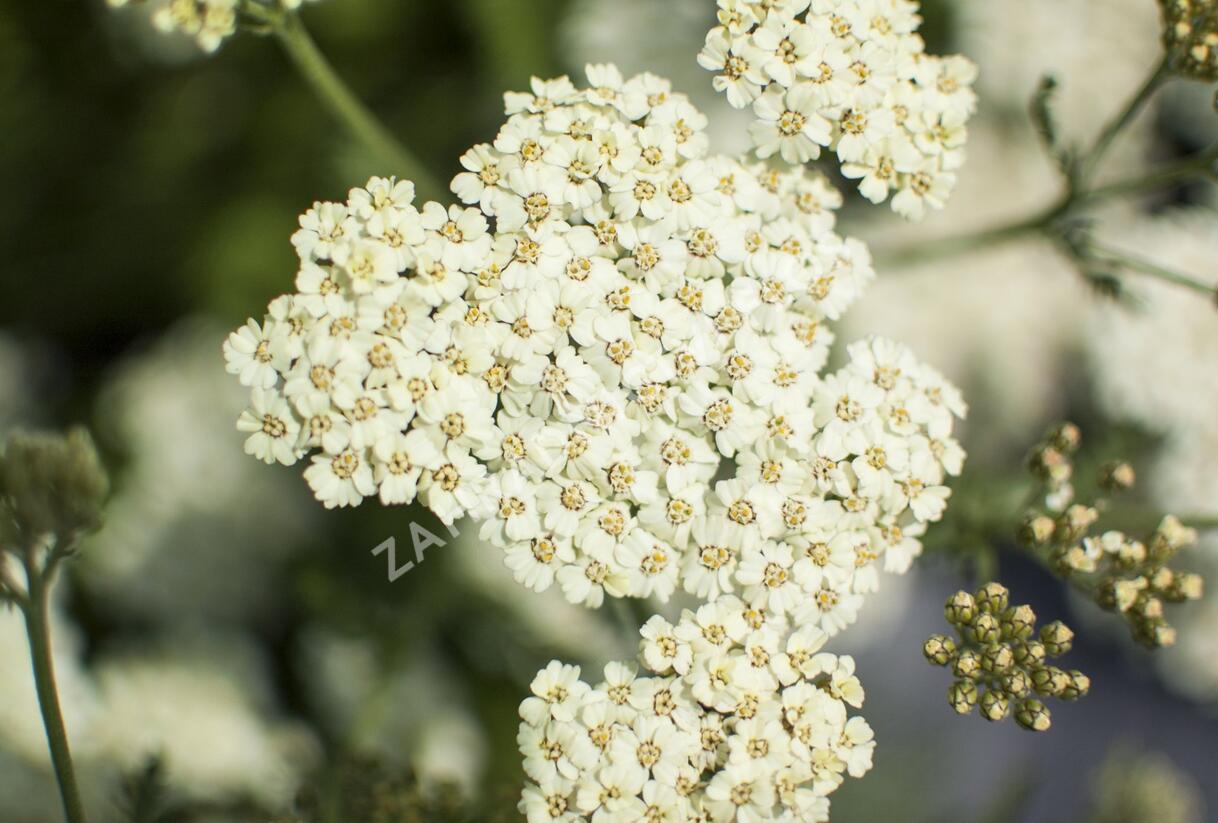 Řebříček obecný 'Desert Eve Cream' - Achillea millefolium 'Desert Eve Cream'