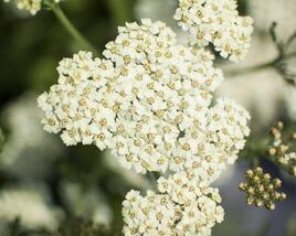 Řebříček obecný 'Desert Eve Cream'