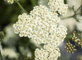 Řebříček obecný 'Desert Eve Cream' - Achillea millefolium 'Desert Eve Cream'