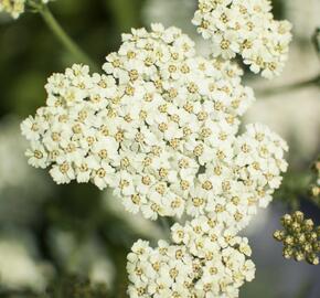 Řebříček obecný 'Desert Eve Cream' - Achillea millefolium 'Desert Eve Cream'