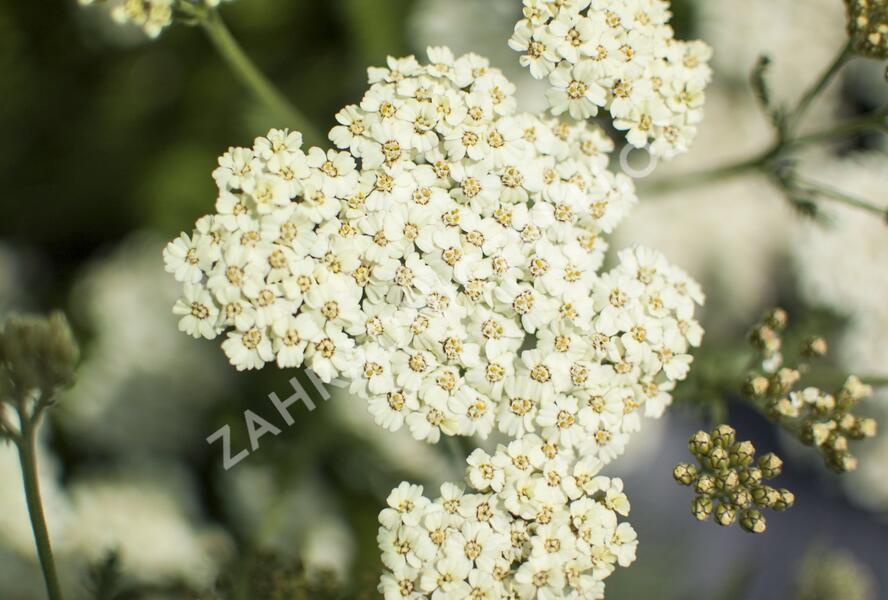 Řebříček obecný 'Desert Eve Cream' - Achillea millefolium 'Desert Eve Cream'