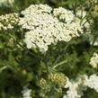 Řebříček obecný 'Desert Eve Cream' - Achillea millefolium 'Desert Eve Cream'